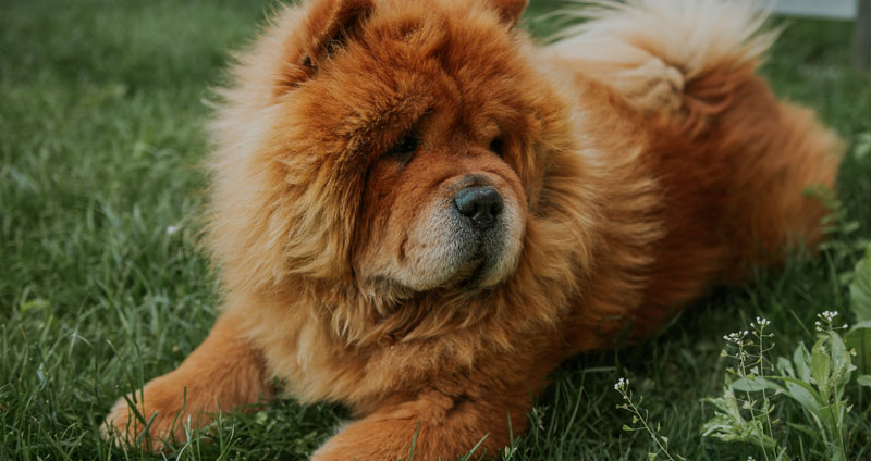 Chowchow