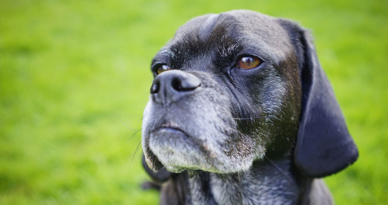 EdadPerro