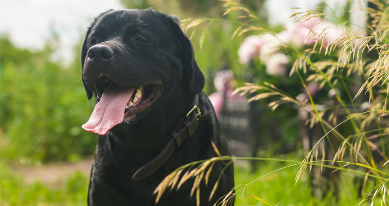 LabradorRetriever