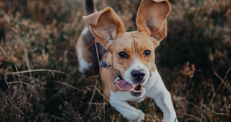 PerroCorriendo