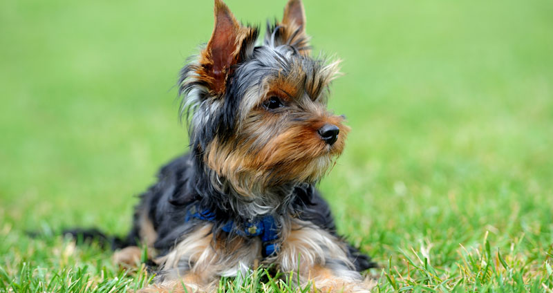 YorkshireTerrier