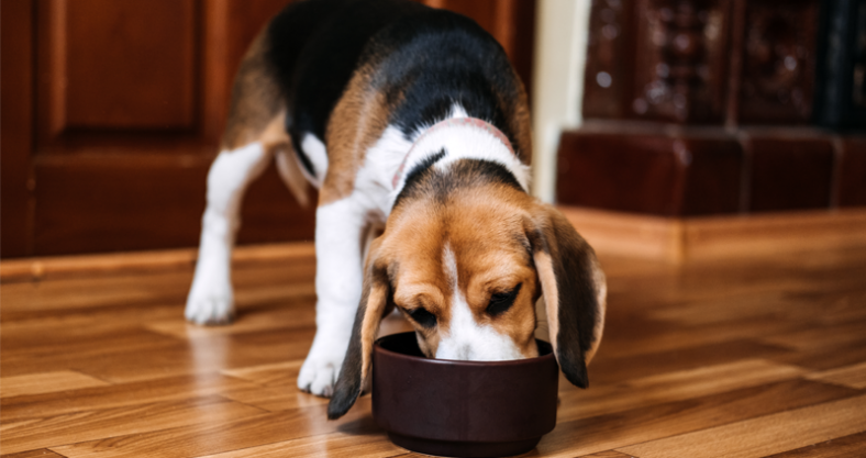 Beagle pienso
