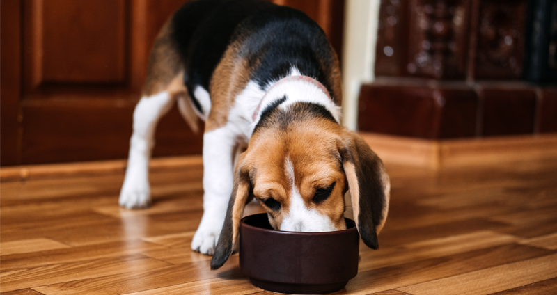 Beagle pienso
