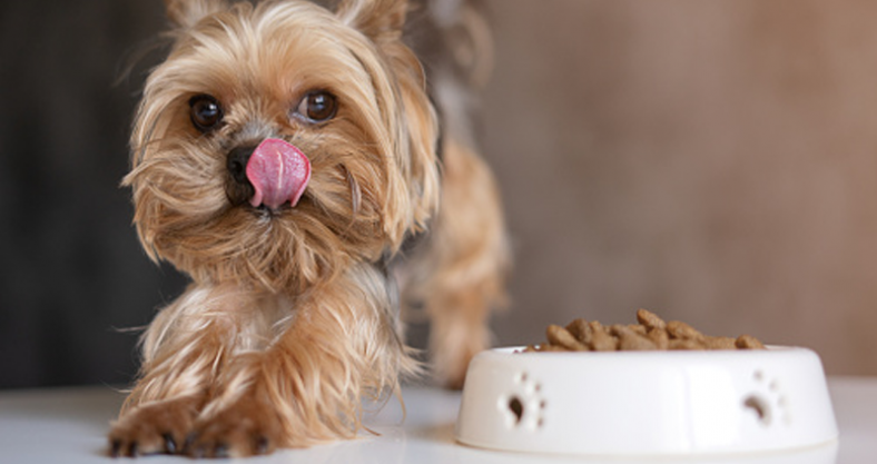 Yorkshire Terrier pienso