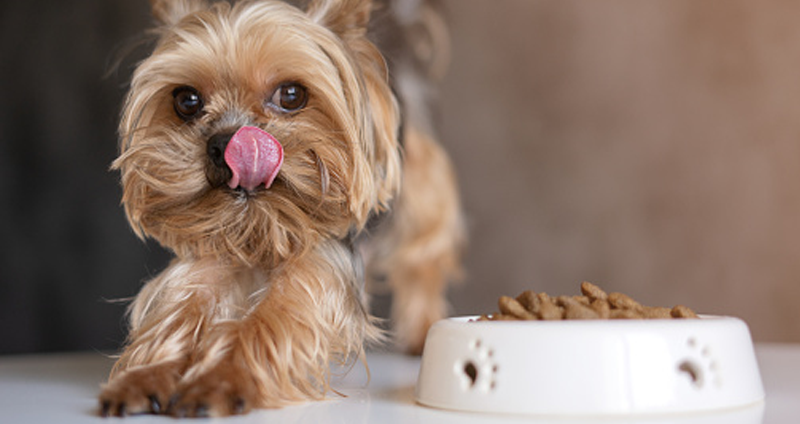 Yorkshire Terrier pienso