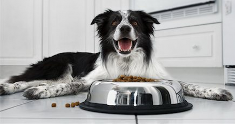 Border collie pienso