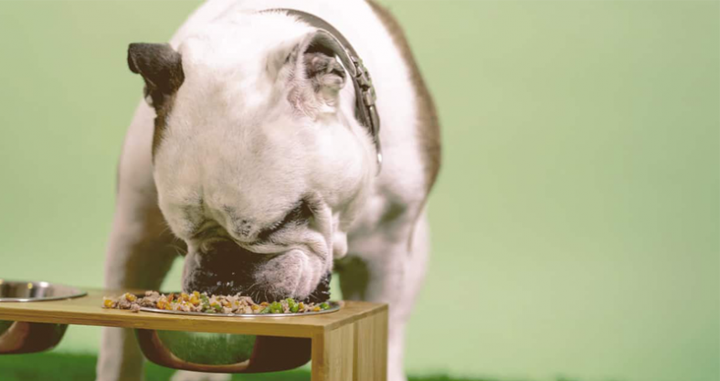 Bulldog pienso