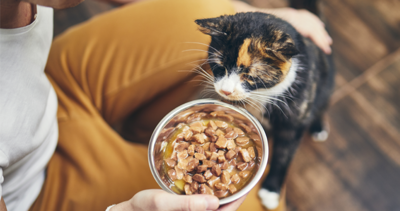 Comida humeda sin cereales para gatos