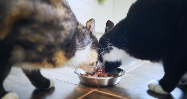Comida humeda royal canin para gatos