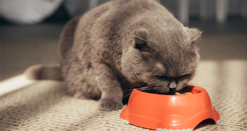 Comida para gatos esterilizados