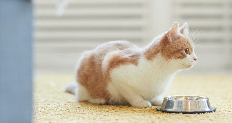 omidas húmedas para gatos Felix