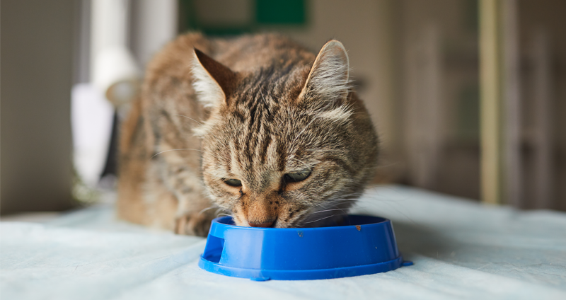 comidas húmedas para gatos