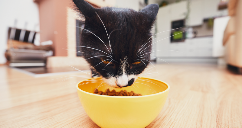 comidas húmedas renales para gatos