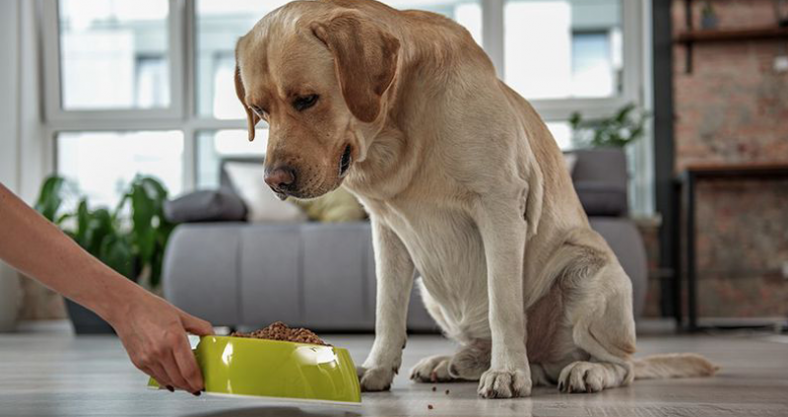 perros problemas piensos