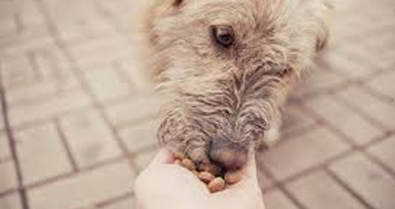Perro comiendo pienso natural