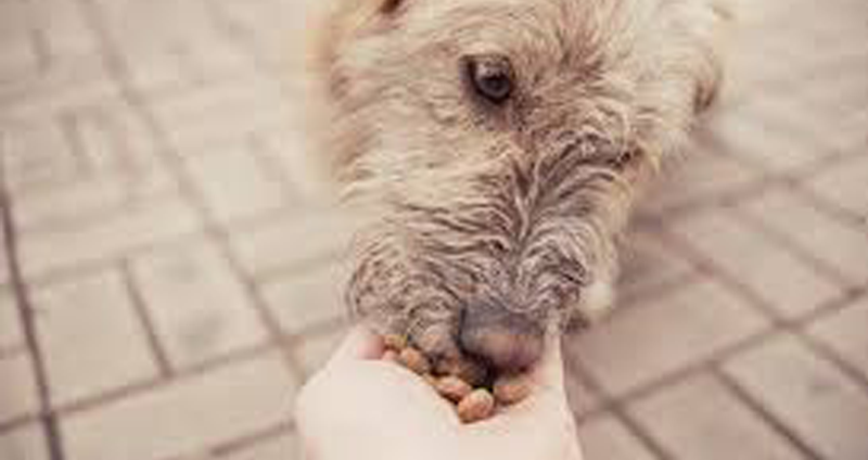 Perro comiendo pienso natural