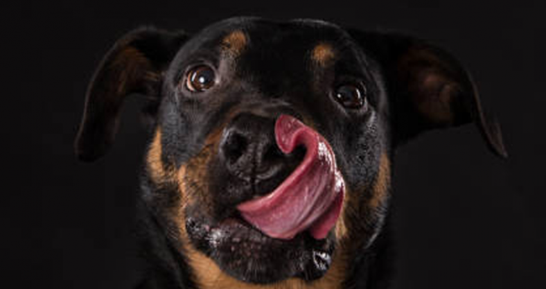 Rottwailer pienso