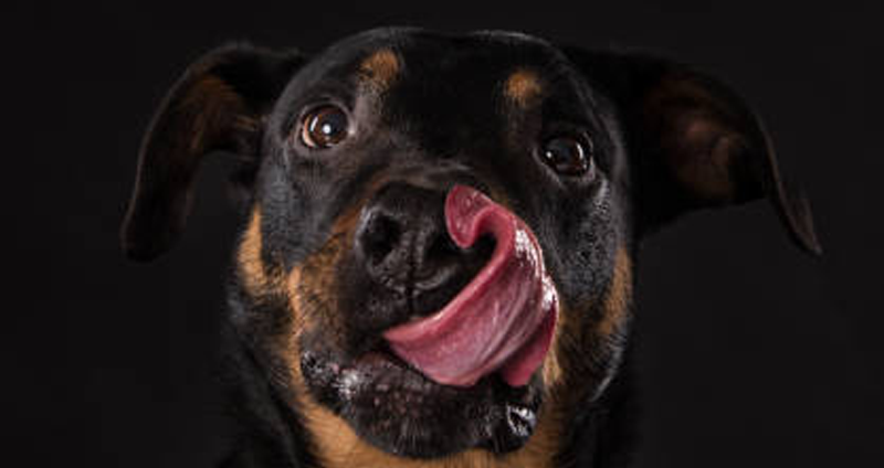Rottwailer pienso