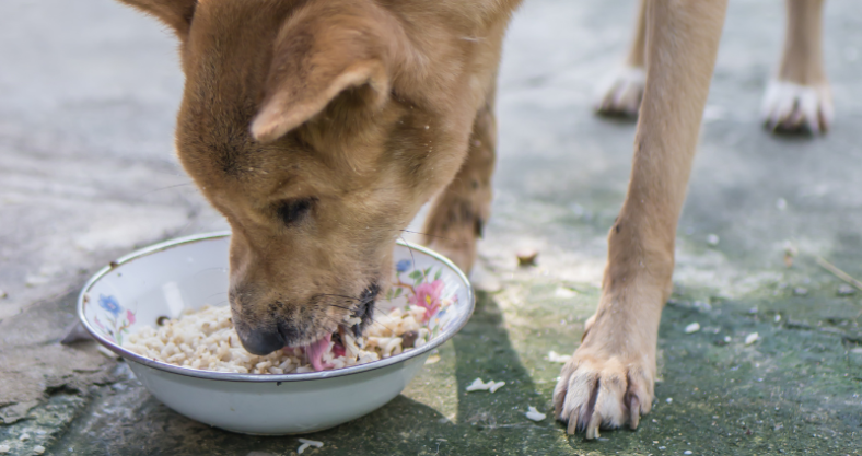 perro comiendo arroz