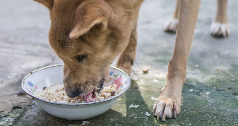 perro comiendo arroz