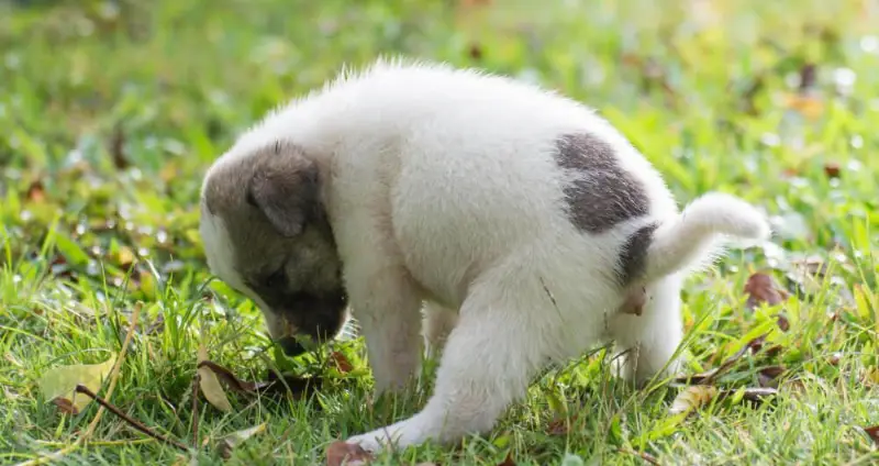 diarrea en cachorros