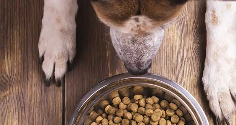 dieta blanda para perros con diarrea