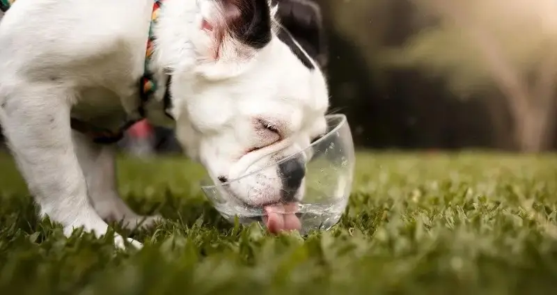 perro bebiendo agua de un cuenco