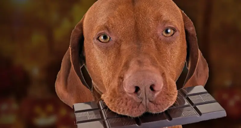 perro comiendo chocolate