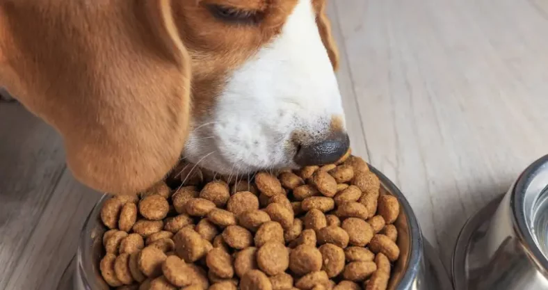 perro comiendo pienso