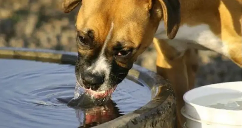 perro bebiendo agua