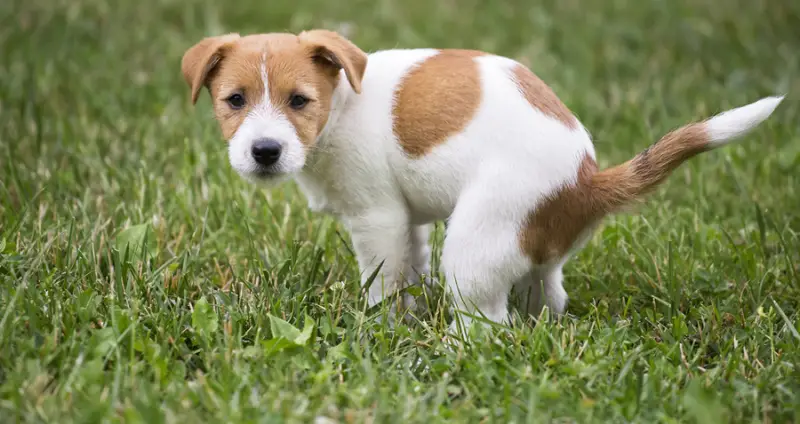 diarrea en perros