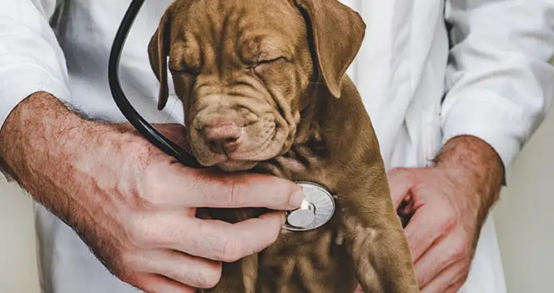 perro en el veterinario