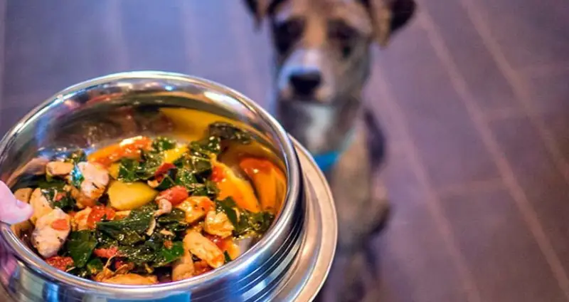 comida casera para perros