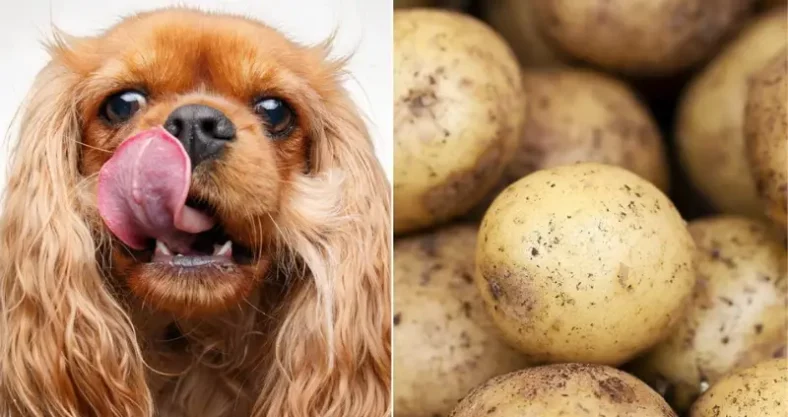 patata cocida para perros con diarrea