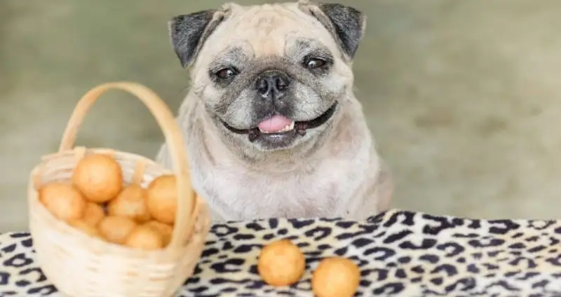 perro feliz junto a cesto de patatas cocidas