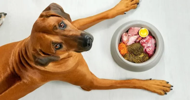 comida casera para perros con diarrea