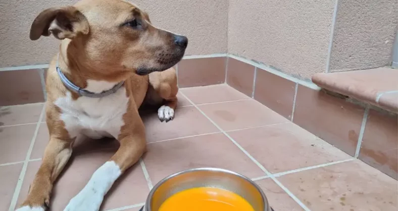 sopa de moro para perros